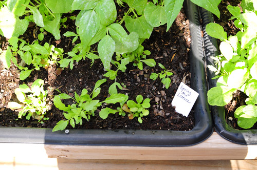 start-of-winter-garden-spring-mix-lettuce-from-seed