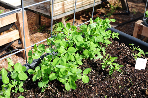 start-of-winter-garden-sugar-snap-peas-just-coming-up