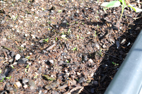 start-of-winter-garden-swiss-chard-coming-up-from-seed