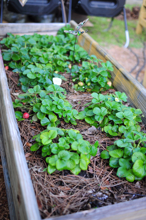 my strawberries growing in my converted picnic table