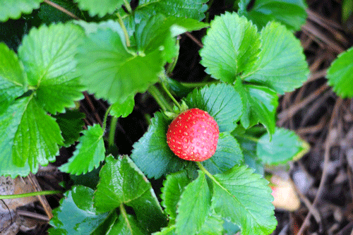 a strawberry in my garden box