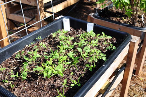 the-start-of-my-winter-garden-taken-over-by-tomatoes