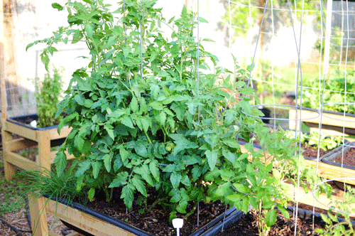 tomatoes - two ways to stake them: 1. on a trellis like a net trellis or cattle panel arch or 2. take a tomato cage and turn it upside down, cover the base with dirt and bury it a bit.