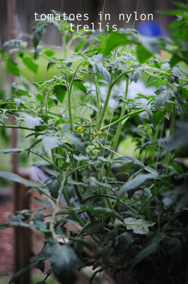 tomatoes-in-nylon-trellis-how-to-garden-raised-urban-gardens-dot-com