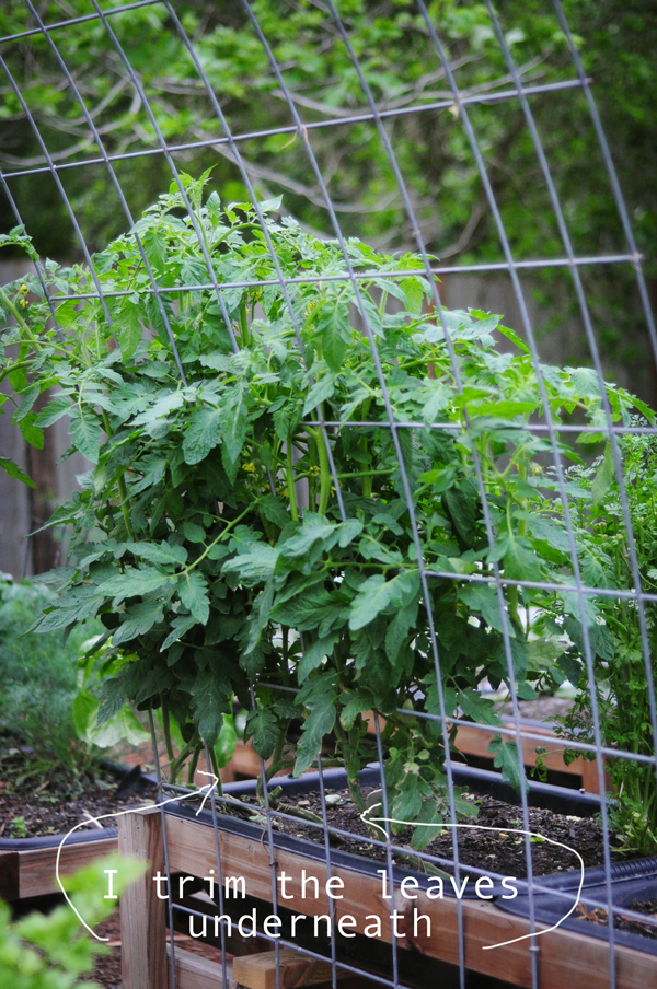 tomatoes-trimmed-underneath-how-to-garden-0141813