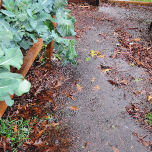 puddles and puddles of water in my garden, glad my beds drain so well.