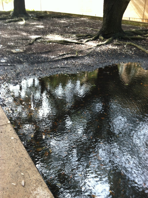 The reflection of the water and in my mind, the reflection of my garden