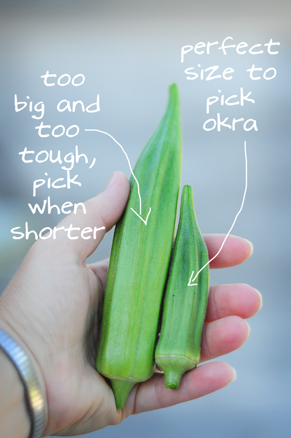 when-to-pick-okra