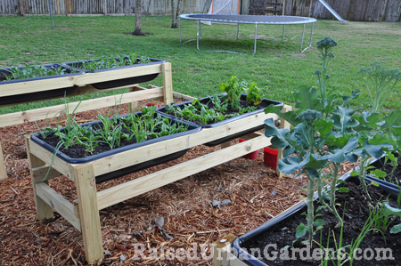 The start of my garden - Raised Urban Gardens