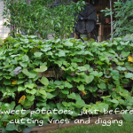 081813-sweet-potato-harvest-raised-urban-gardens-dot-com-pic-1
