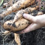 081813-sweet-potato-harvest-raised-urban-gardens-dot-com-pic-12