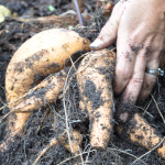 081813-sweet-potato-harvest-raised-urban-gardens-dot-com-pic-13