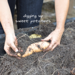 081813-sweet-potato-harvest-raised-urban-gardens-dot-com-pic-15