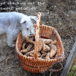 081813-sweet-potato-harvest-raised-urban-gardens-dot-com-pic-16