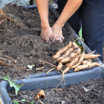 081813-sweet-potato-harvest-raised-urban-gardens-dot-com-pic-17
