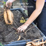 081813-sweet-potato-harvest-raised-urban-gardens-dot-com-pic-18