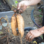081813-sweet-potato-harvest-raised-urban-gardens-dot-com-pic-19