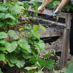 081813-sweet-potato-harvest-raised-urban-gardens-dot-com-pic-2