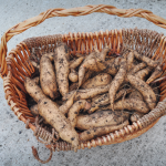 081813-sweet-potato-harvest-raised-urban-gardens-dot-com-pic-21