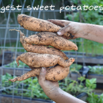 081813-sweet-potato-harvest-raised-urban-gardens-dot-com-pic-22