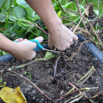 081813-sweet-potato-harvest-raised-urban-gardens-dot-com-pic-5