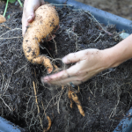 081813-sweet-potato-harvest-raised-urban-gardens-dot-com-pic-8
