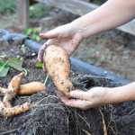 081813-sweet-potato-harvest-raised-urban-gardens-dot-com-pic-9