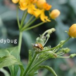 1224-new-way-to-garden-raised-urban-gardens-4