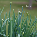 how-to-garden-raised-bed-gardening-elevated-040413—36