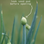 how-to-garden-raised-bed-gardening-elevated-040413—37