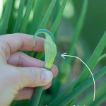 how-to-garden-raised-bed-gardening-table-garden-041113-11