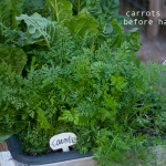 how-to-garden-raised-bed-gardening-table-garden-041113-17