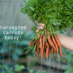 how-to-garden-raised-bed-gardening-table-garden-041113-21