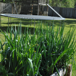 how-to-garden-raised-beds-gardening-urban-Melanie-Ellsworth-elevated-gardening-25