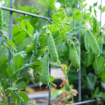 how-to-garden-raised-beds-gardening-urban-gardening-100