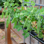 how-to-garden-raised-beds-gardening-urban-gardening-101