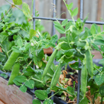 how-to-garden-raised-beds-gardening-urban-gardening-102