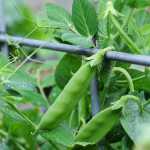 how-to-garden-raised-beds-gardening-urban-gardening-103