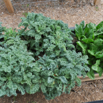 how-to-garden-raised-beds-gardening-urban-gardening-37