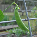 how-to-garden-raised-beds-gardening-urban-gardening-41
