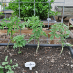 how-to-garden-raised-beds-gardening-urban-gardening-50