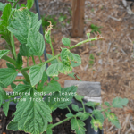 how-to-garden-raised-beds-gardening-urban-gardening-51