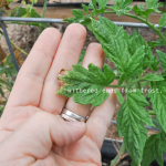 how-to-garden-raised-beds-gardening-urban-gardening-53