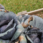 how-to-garden-raised-beds-gardening-urban-gardening-55