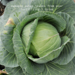 how-to-garden-raised-beds-gardening-urban-gardening-57