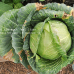how-to-garden-raised-beds-gardening-urban-gardening-58