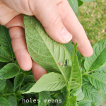 how-to-garden-raised-beds-gardening-urban-gardening-61