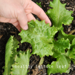 how-to-garden-raised-beds-gardening-urban-gardening-63