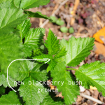 how-to-garden-raised-beds-gardening-urban-gardening-76