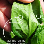 how-to-garden-raised-beds-gardening-urban-gardening-78
